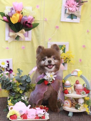 20230331クッキーくん